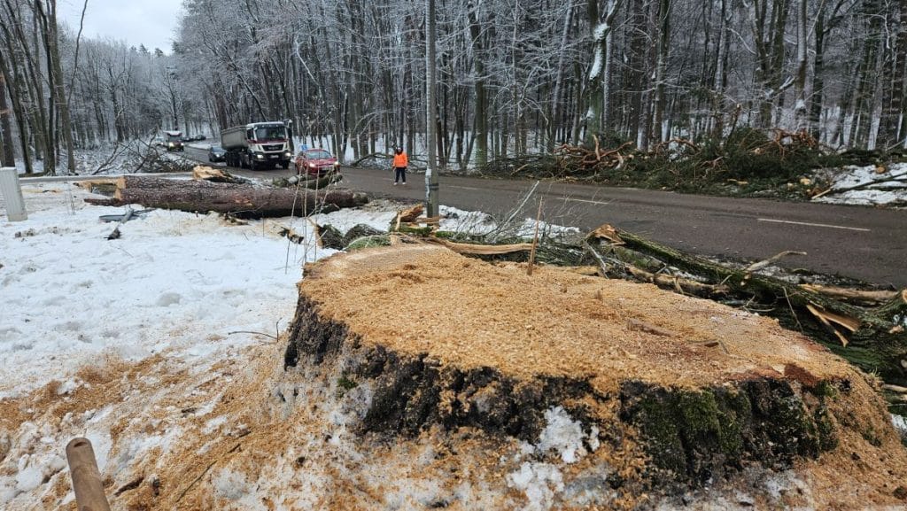 Wycinka drzew na tle zimowego krajobrazu, na drodze leżą ścięte pnie i gałęzie.