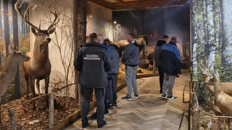 Osadzeni oglądają ekspozycję z żubrem i łosiem w muzeum przyrody.