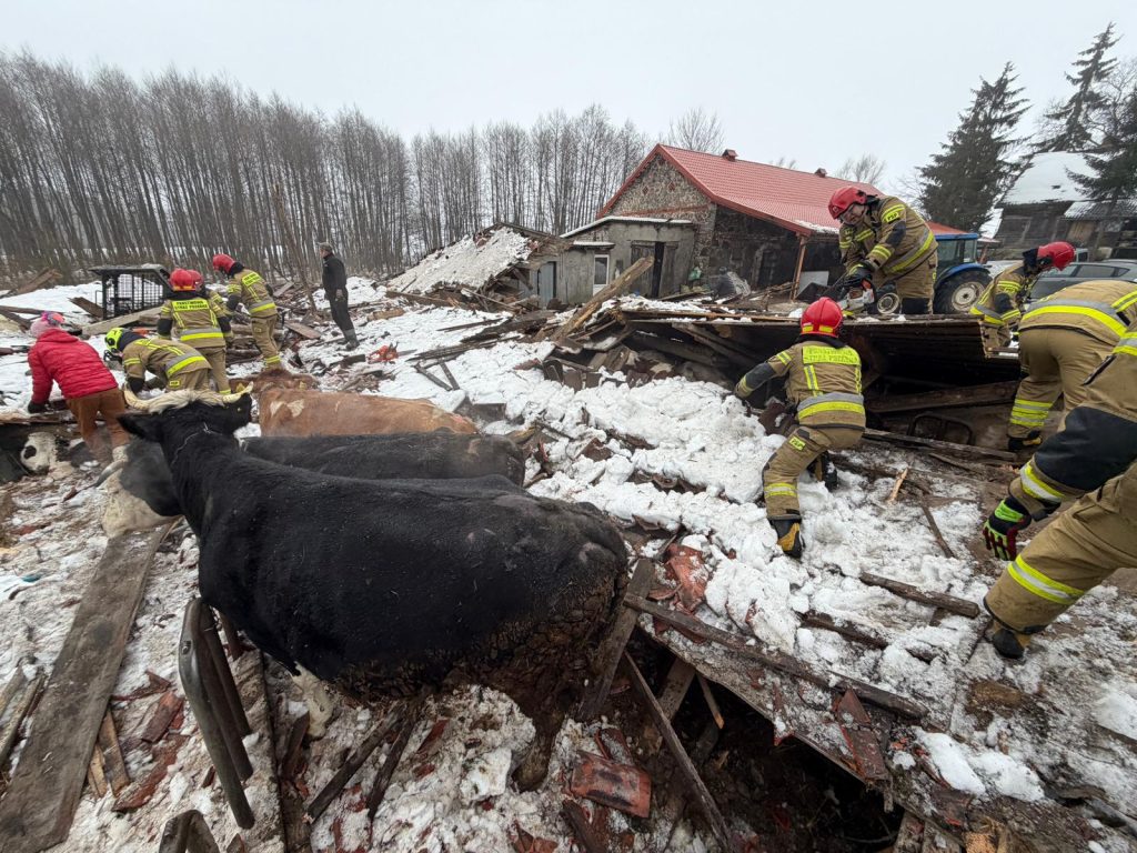Strażacy ratunkowi wydobywają zwierzęta spod gruz&oacute;w zawalonego budynku w Leśmiadach.