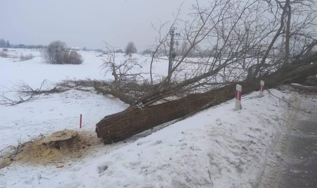 Przewr&oacute;cone drzewo na drodze i przejeździe kolejowym w zimowej scenerii, blokujące ruch.