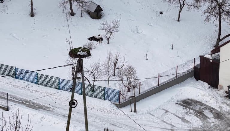 Bocian Krutek wraca do gniazda na tle zaśnieżonego terenu na Mazurach.