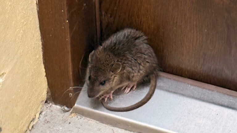 Szczur siedzi przy drzwiach wejściowych do mieszkania, zablokowany przez drzwi i ścianę.