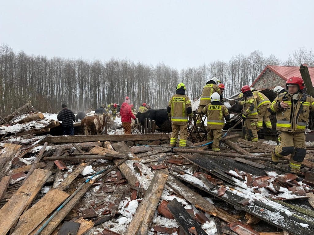 Strażacy ratunkowi wydobywają zwierzęta spod zawalonego dachu budynku gospodarczego w Leśmiadach.