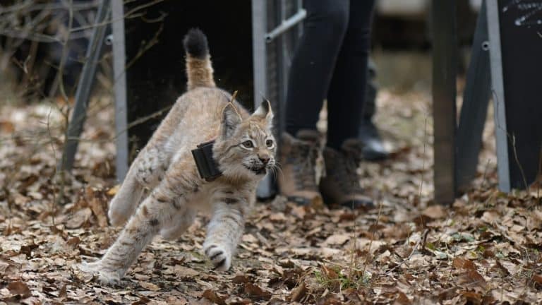 Młody rys wypuszczony na wolność w lesie, z ludźmi w tle, na tle opadłych liści.