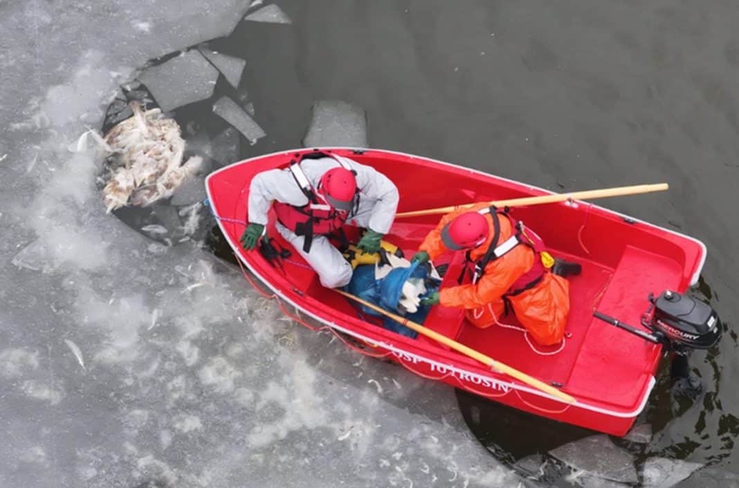 Służby ratunkowe wyławiają martwe ptaki z jeziora Drwęckiego w Ostr&oacute;dzie.
