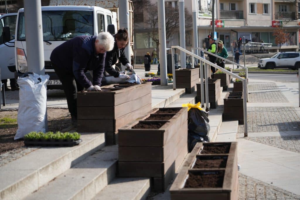 Prace nad wiosennymi nasadzeniami kwiat&oacute;w na ulicach Olsztyna, dwie osoby sadzą rośliny w drewnianych donicach.