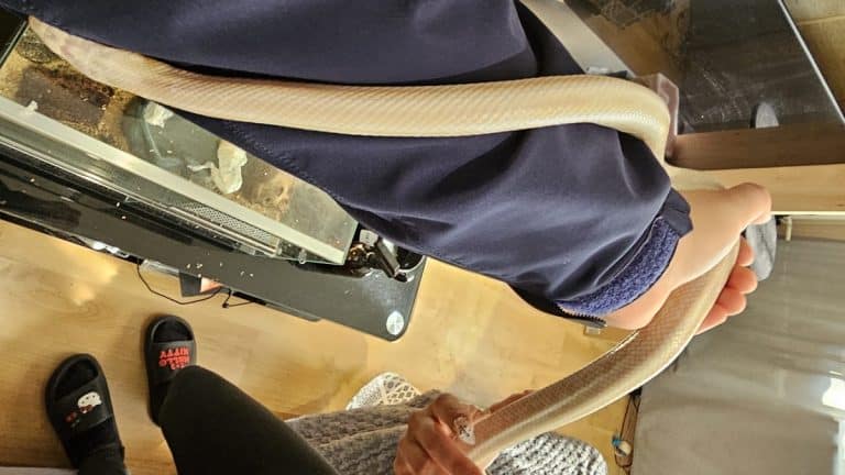 Długi jasny wąż na ręce osoby w mieszkaniu, obok akwarium, na podłodze.