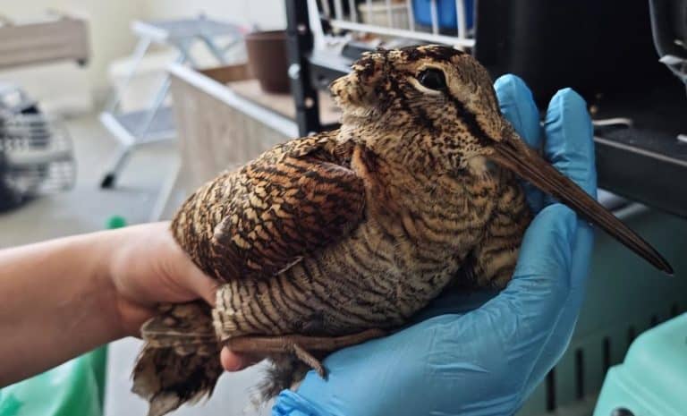 Ranny ptak, prawdopodobnie słonka, trzymany w rękach w rękawicach ochronnych.