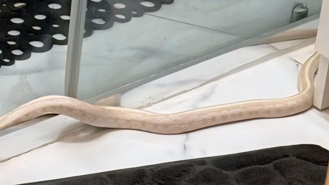 Długi, jasny wąż na blacie w łazience, znikający w odpływie.