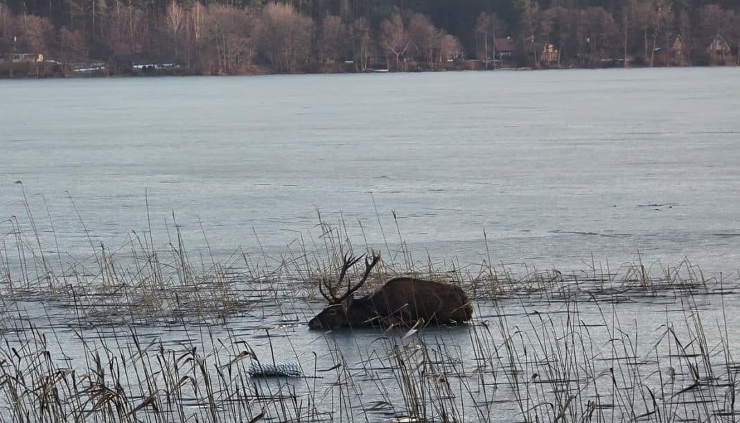 Jeleń utknął na zamarzniętym jeziorze, ratowany przez strażak&oacute;w i weterynarza.