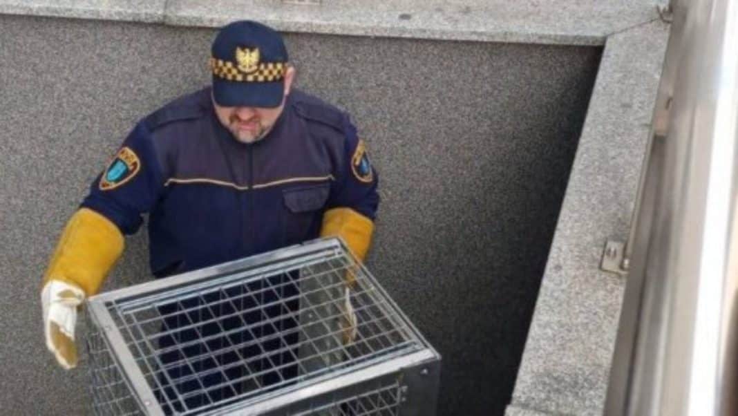 Strażnik miejski trzyma w rękach klatkę z dzikim zwierzęciem, stojąc przy ścianie.