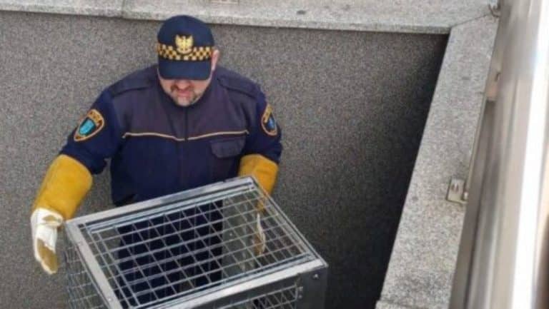 Strażnik miejski trzyma w rękach klatkę z dzikim zwierzęciem, stojąc przy ścianie.