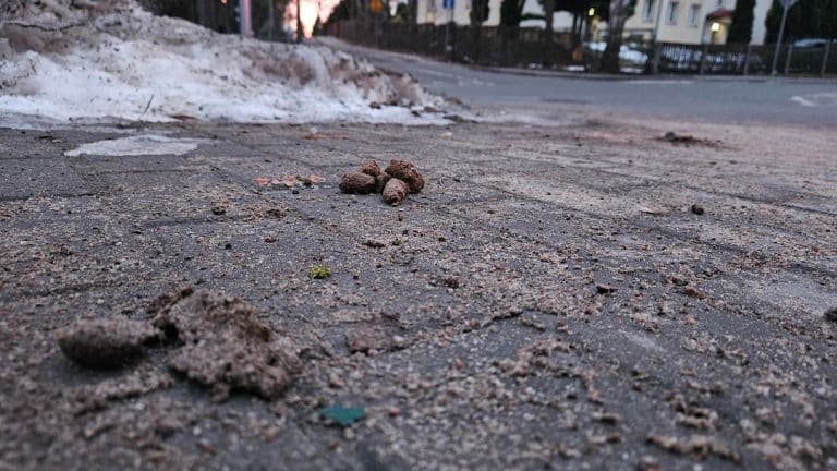 Widok na chodnik z odchodami ps&oacute;w i zabrudzeniami po zimie, w tle ulica i budynki.