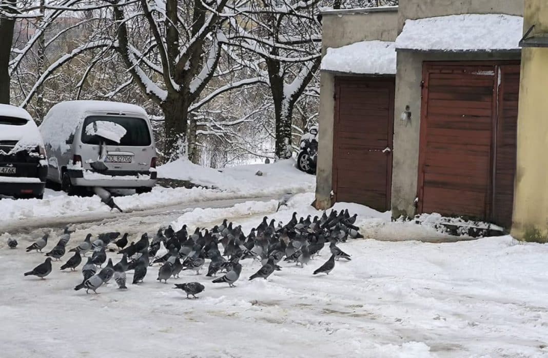 Stado ptak&oacute;w zbiera się na śnieżnym placu przed blokiem w Olsztynie, wczesnym popołudniem.