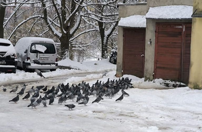 Stado ptak&oacute;w zbiera się na śnieżnym placu przed blokiem w Olsztynie, wczesnym popołudniem.