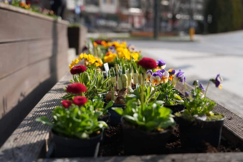 Kolorowe kwiaty w doniczkach na ławce w centrum Olsztyna, wiosenna aranżacja.