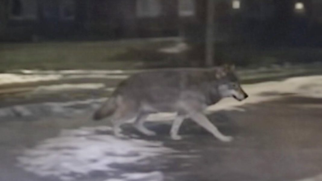 Wilk spacerujący po osiedlu w G&oacute;rowie Iławeckim, nagrany nocą na ulicy.