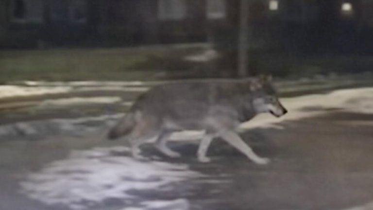 Wilk spacerujący po osiedlu w G&oacute;rowie Iławeckim, nagrany nocą na ulicy.