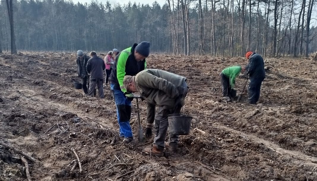 Grupa leśnik&oacute;w sadzi drzewa na odnowionym terenie w lesie wiosną.