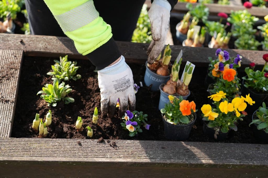 Osoba sadzi kolorowe kwiaty w drewnianym kwietniku na ulicy, w rękawicach ochronnych.