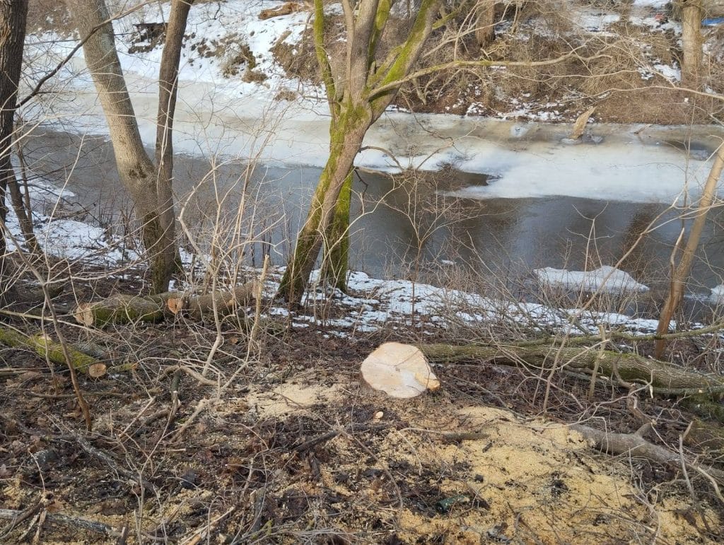 Przy rzece Wałsza widoczny wycięty pień drzewa i zamarznięta woda w tle.