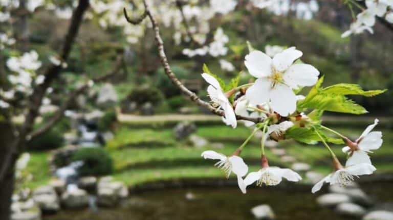 Kwiaty wiśni w rozkwicie na tle ogrodu i stawu wiosną.