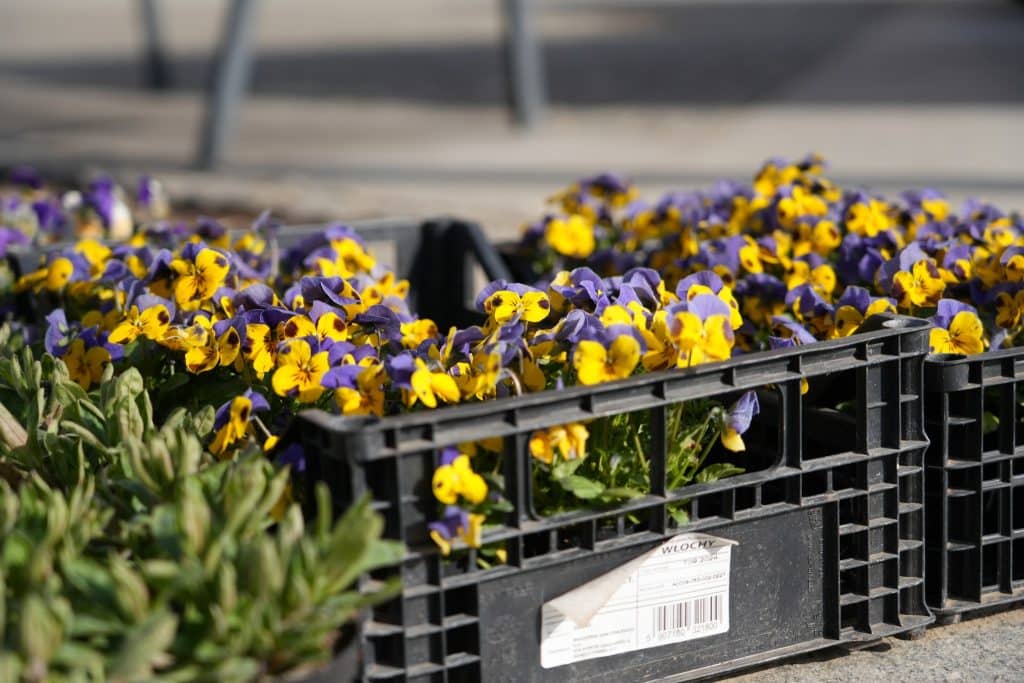 Kolorowe bratki i narcyzy w plastikowych pojemnikach na ulicy w centrum Olsztyna.
