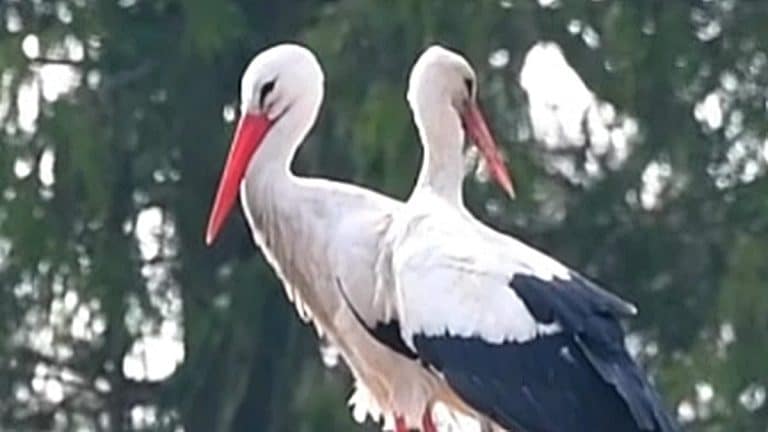 Dwa bociany stojące na gałęzi, z zielonym tłem drzew, jeden z nich to Krutek.