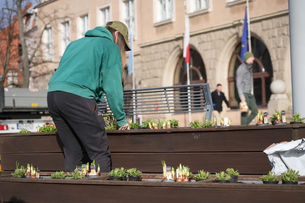 Pracownik sadzi kwiaty w miejskiej donicy na ulicy w centrum Olsztyna.