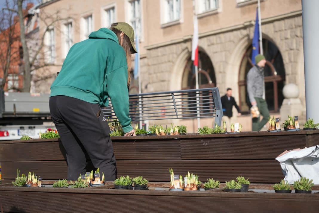 Pracownik sadzi kwiaty w miejskiej donicy na ulicy w centrum Olsztyna.