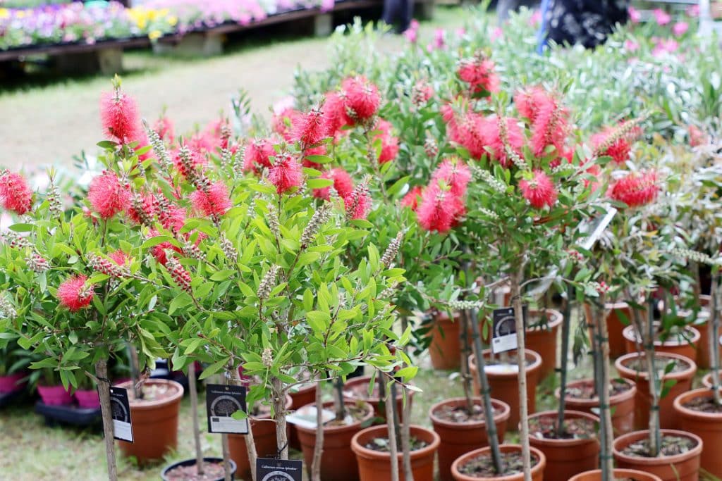 Kwiaty i rośliny w doniczkach na targach ogrodniczych w Olsztynie.