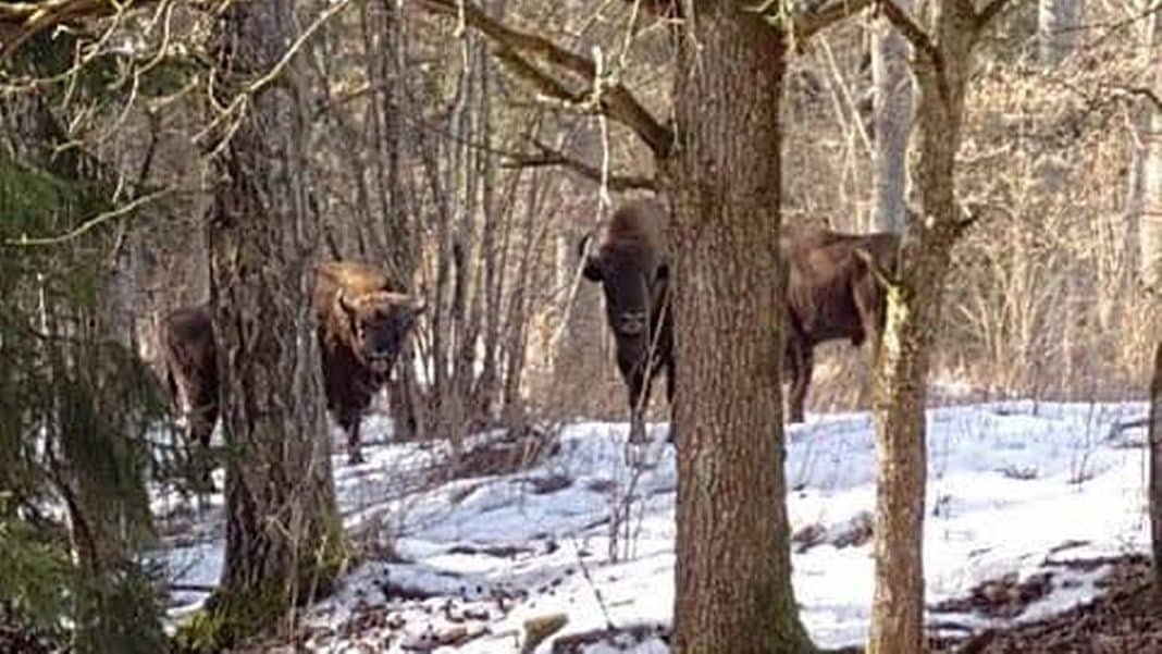 Żubr widziany w lesie na Mazurach, otoczony drzewami i śniegiem.