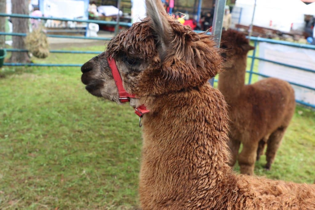 Lama na tle ogrodniczego targu, z innymi zwierzętami w tle, na trawie.
