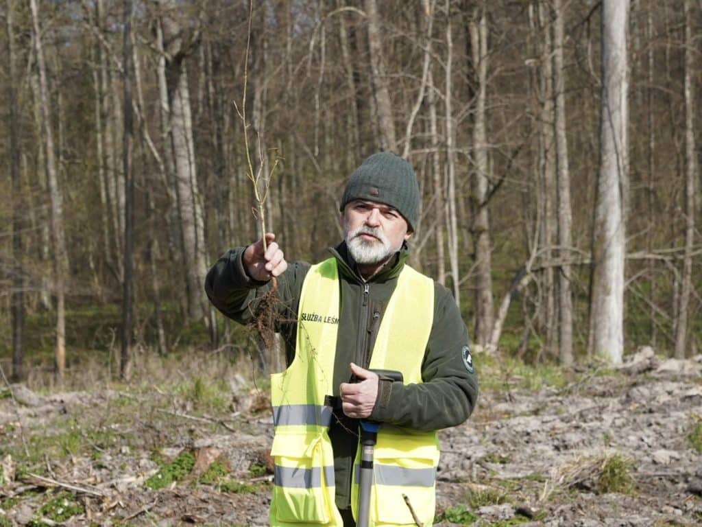 Mężczyzna w kamizelce i czapce sadzi drzewo w lesie na Mazurach.