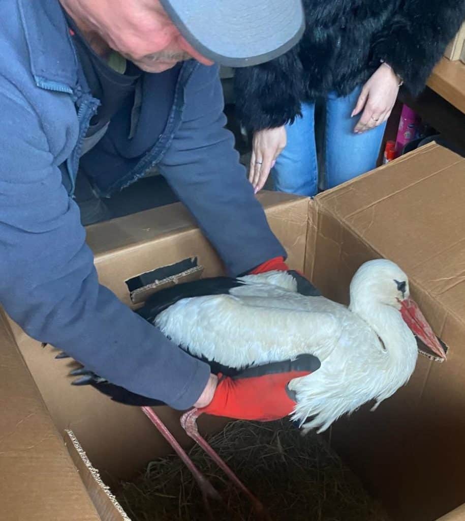 Mężczyzna i kobieta trzymają bociana w kartonie, przygotowując go do transportu.