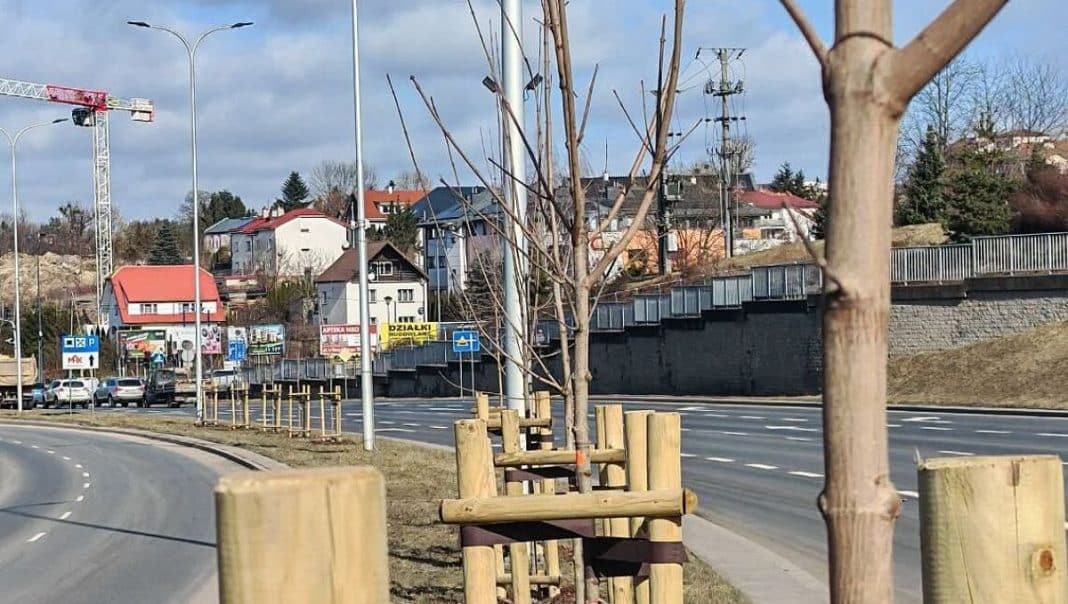 Nowe drzewa sadzone wzdłuż ulicy na osiedlu w Olsztynie, w tle domy i budynki, pochmurne niebo.