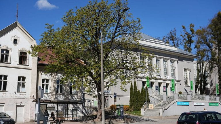 Kasztanowiec przy ulicy 1 Maja w centrum Olsztyna, rosnący obok teatru, z widocznymi liśćmi i otoczeniem miejskim.