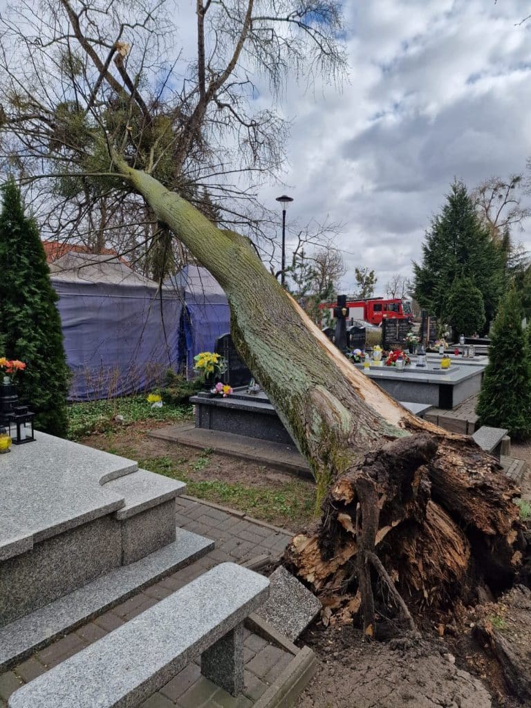 Obumarłe drzewo leży na cmentarzu, zniszczone przez silny wiatr, w tle pochmurne niebo.