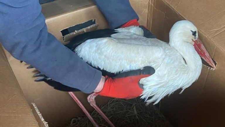 Mieszkaniec i urzędnicy uratowali bociana, kt&oacute;ry trafił do ośrodka rehabilitacji.