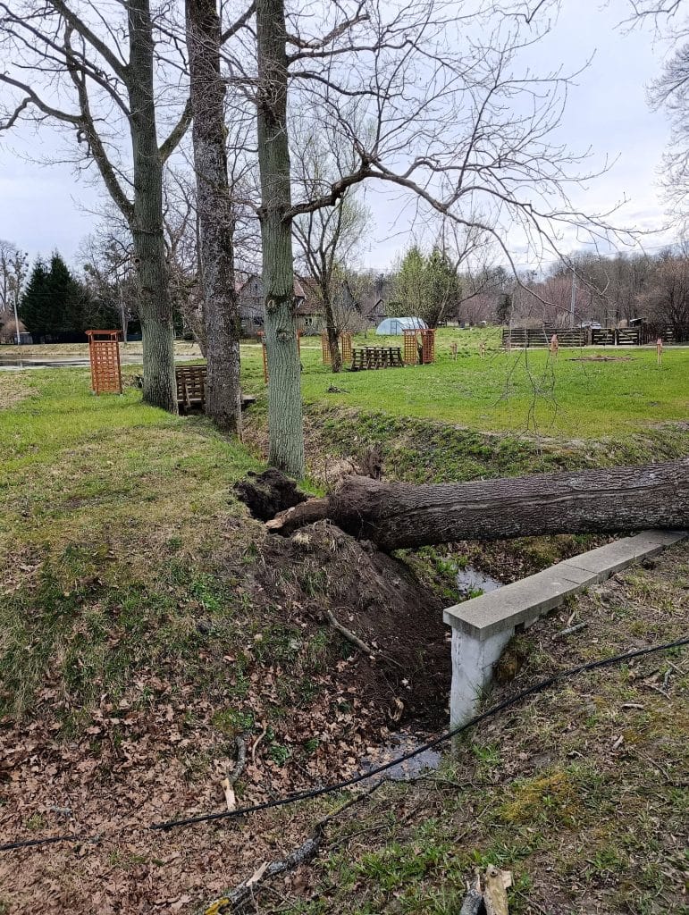 Przewr&oacute;cone drzewo na trawniku, uszkodzony słup oświetleniowy i rozrzucone elementy na ziemi.