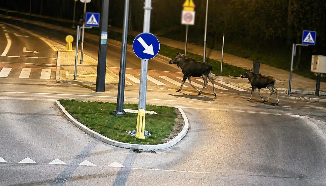Łosie spacerujące po ulicy w Olsztynie w nocy, w pobliżu przejścia dla pieszych.