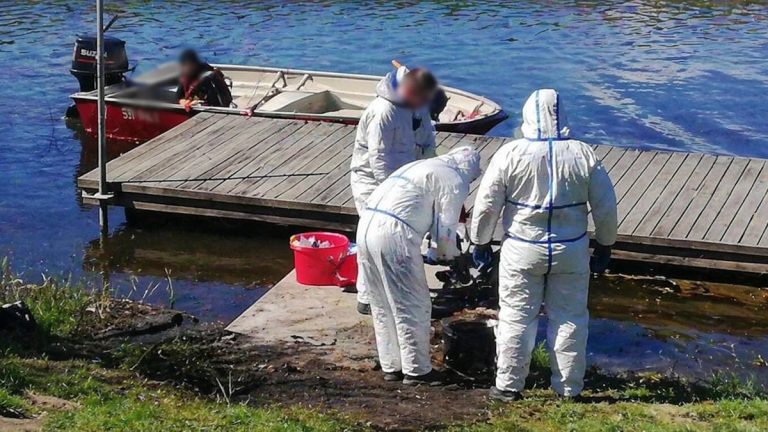 Służby ratunkowe na brzegu rzeki, pracujące przy usuwaniu martwych dzik&oacute;w z wody.