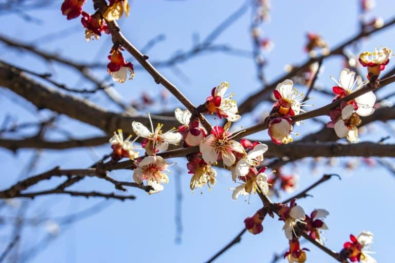 Kwiaty na gałęzi drzewa z niebem w tle, zwiastun nadchodzących przymrozk&oacute;w.