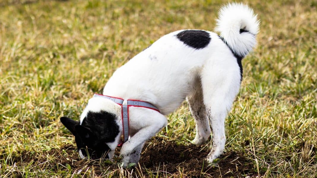 Zdjęcie psa z czarnymi plamami na białym futrze, kopiącego ziemię na trawniku.