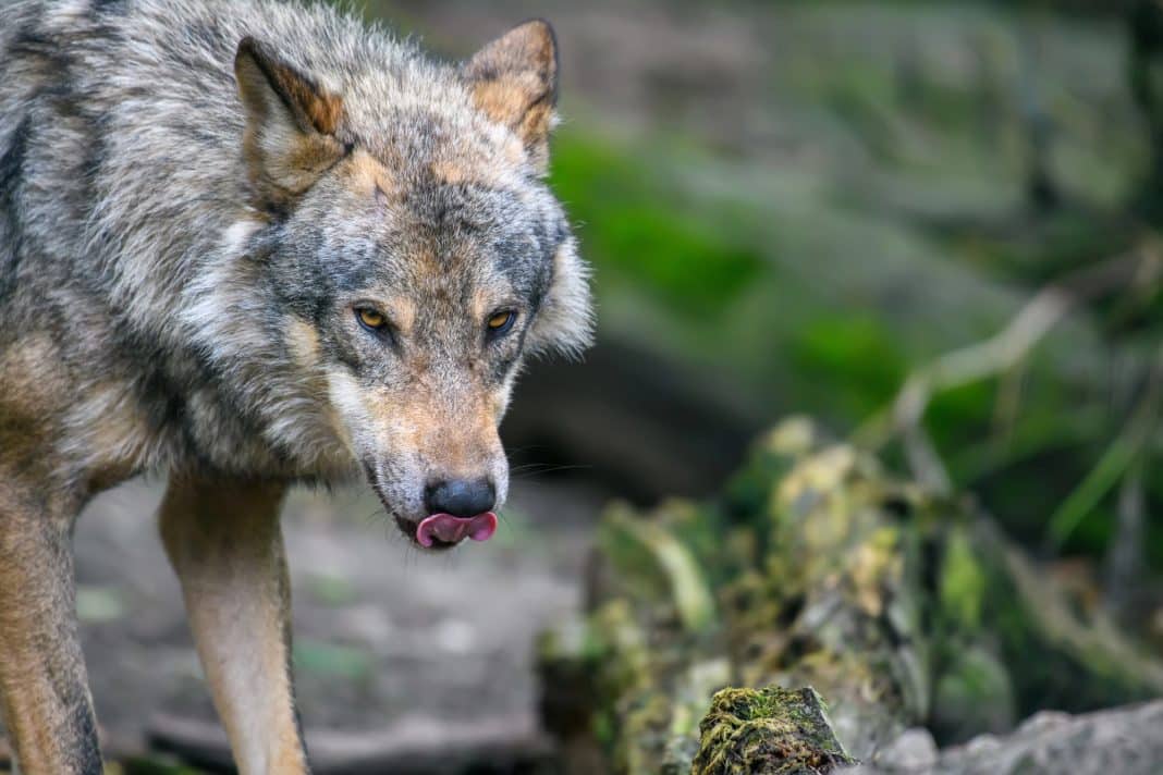 Wilk na tle zielonych roślin, z językiem wystawionym na zewnątrz, patrzący w stronę kamery.