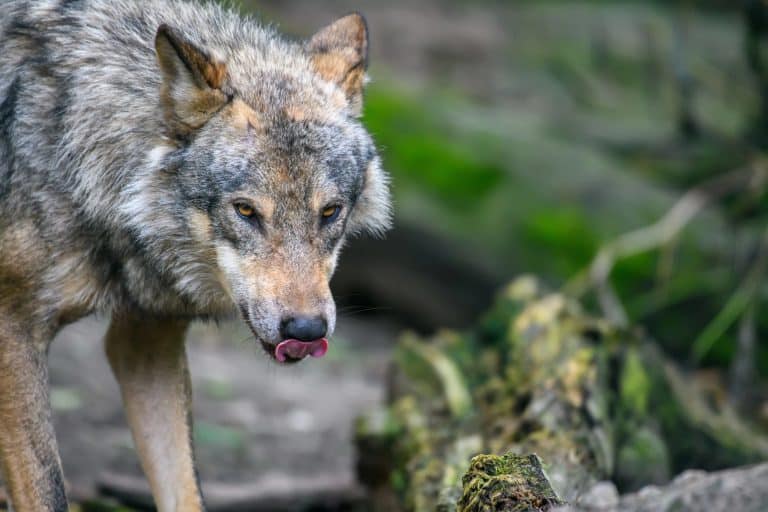Wilk na tle zielonych roślin, z językiem wystawionym na zewnątrz, patrzący w stronę kamery.