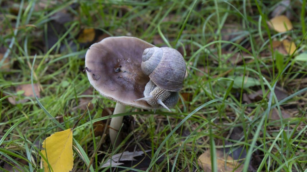 Ślimak winniczek na liściu wśr&oacute;d trawy i opadłych liści.