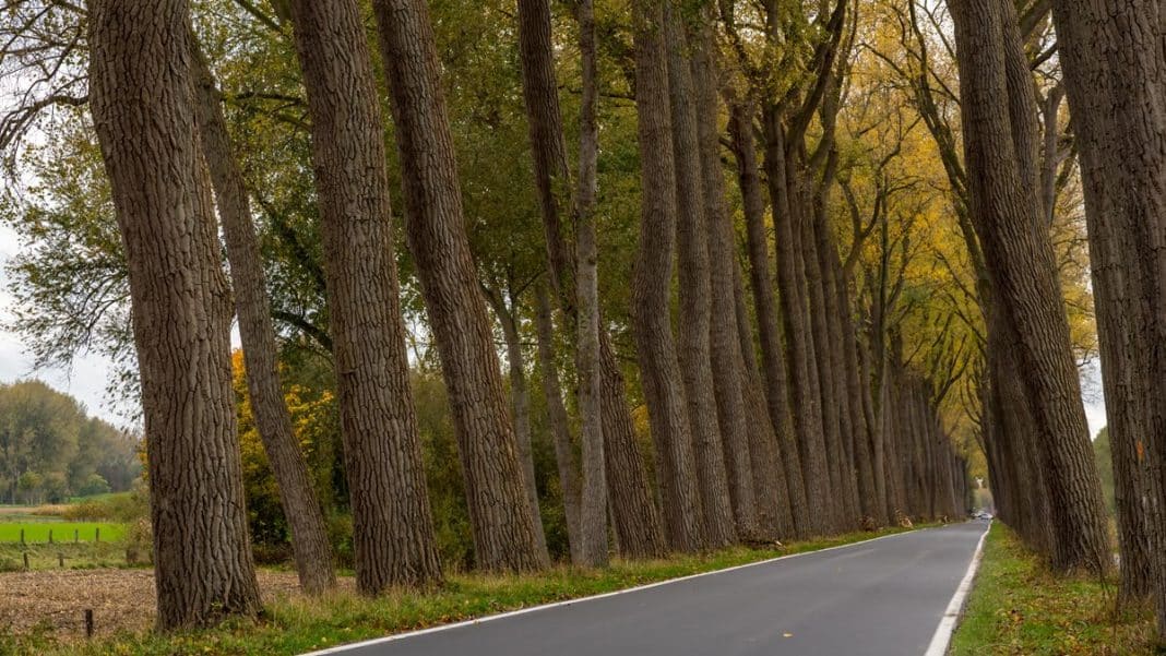 Drzewa przy drodze wojew&oacute;dzkiej na Warmii, tworzące historyczną aleję, w jesiennej scenerii.