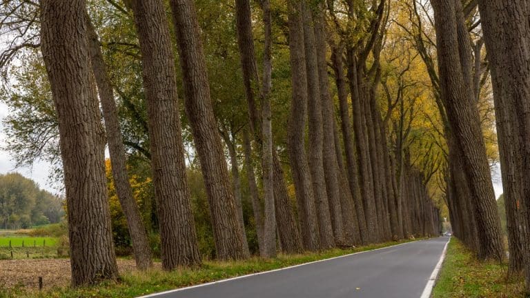 Drzewa przy drodze wojew&oacute;dzkiej na Warmii, tworzące historyczną aleję, w jesiennej scenerii.