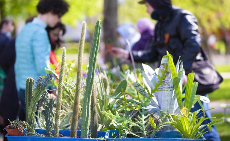 Ludzie na targach ogrodniczych, oglądają rośliny i rękodzieło na tle zielonego parku.